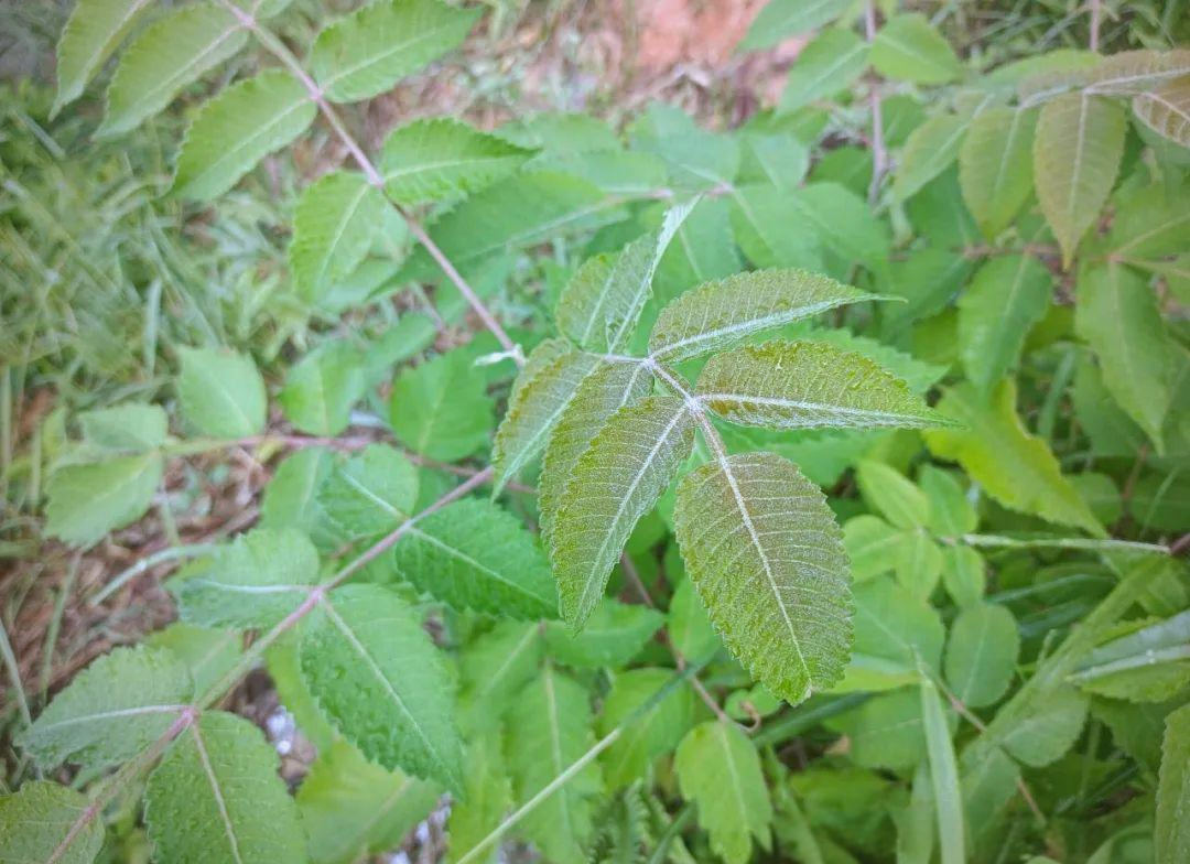 盐碱地能种植的树木