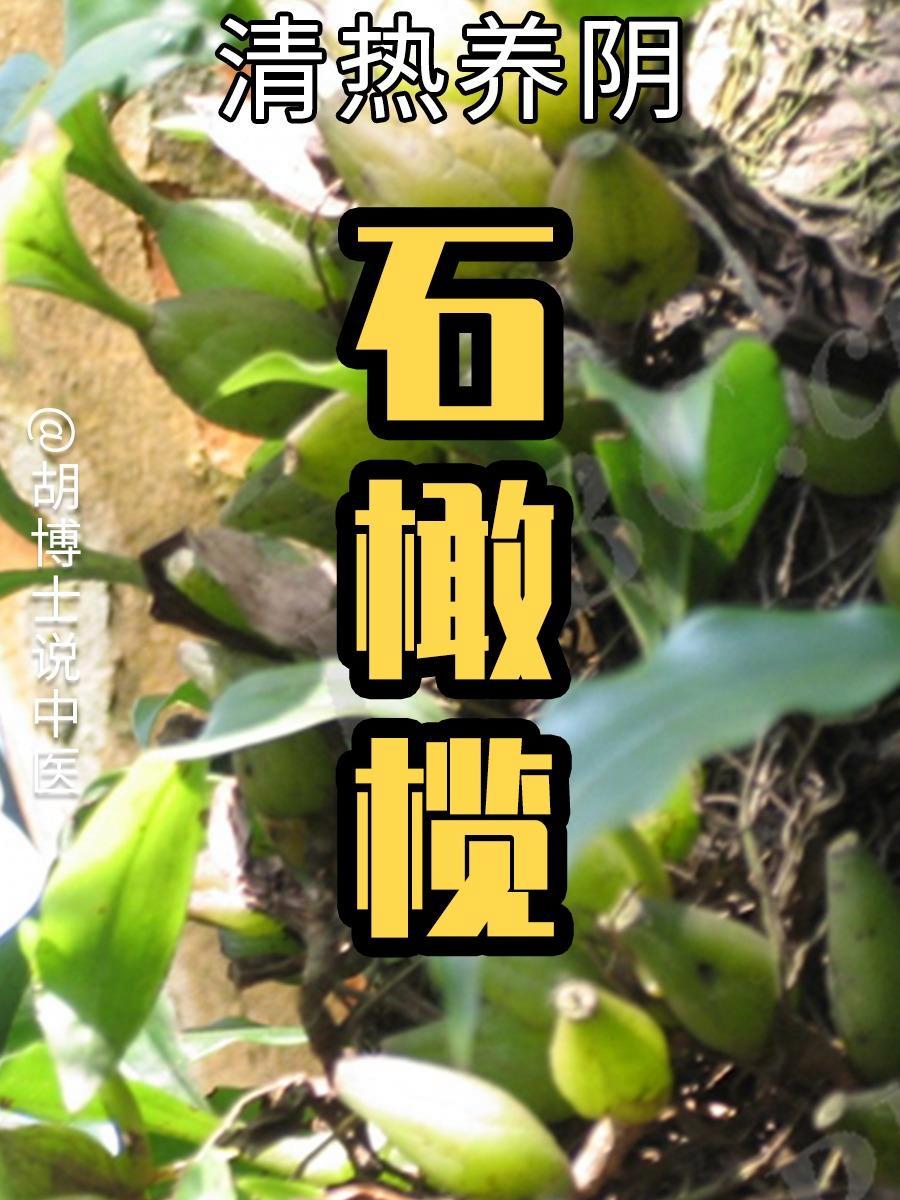 石橄榄的成效与作用