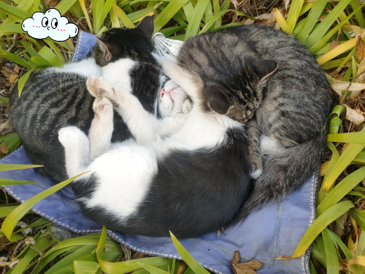 猫扑贴贴