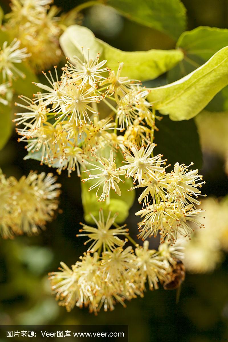 椴树花