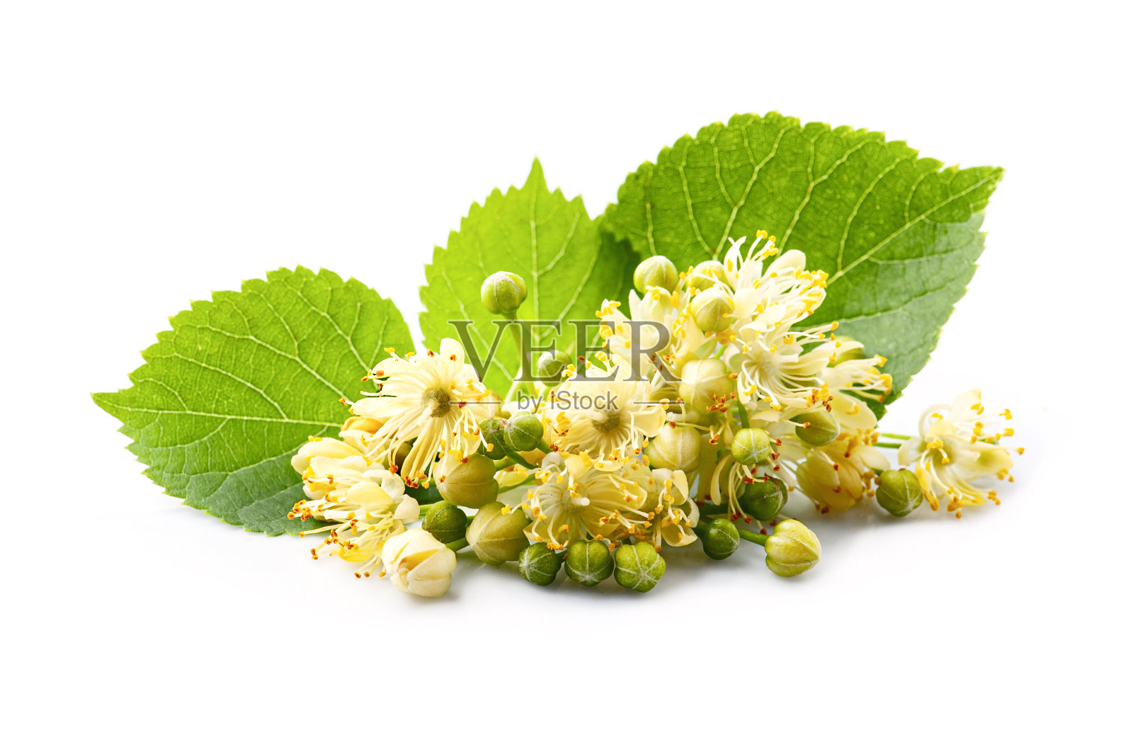 椴树花