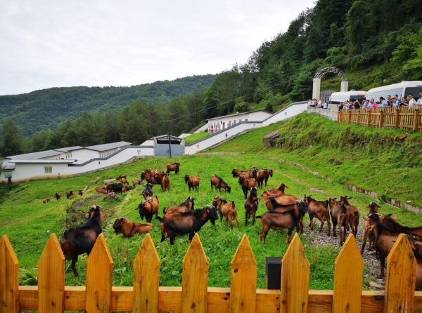 黄羊山国度丛林公园