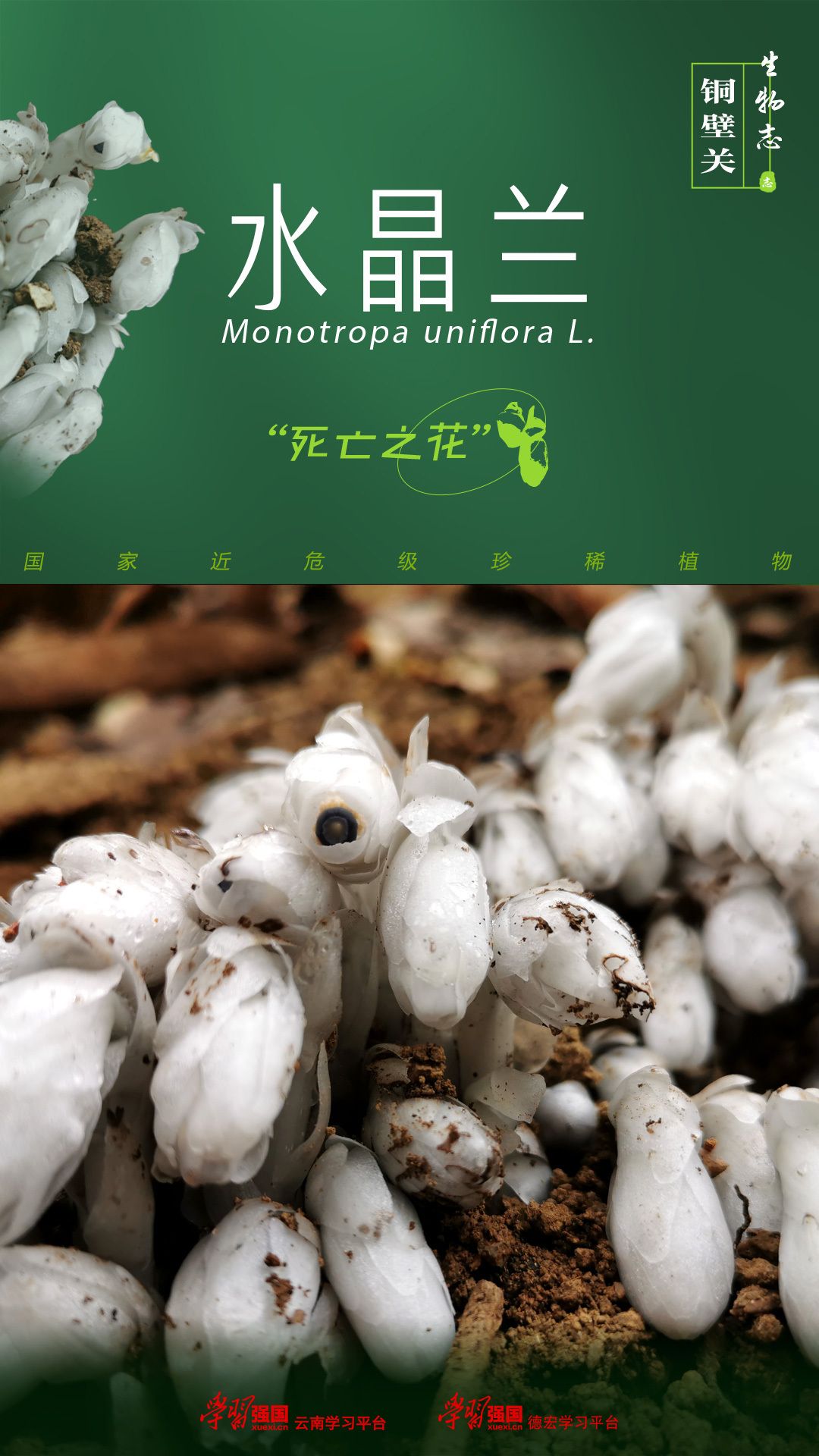 水晶兰为什么叫死亡之花