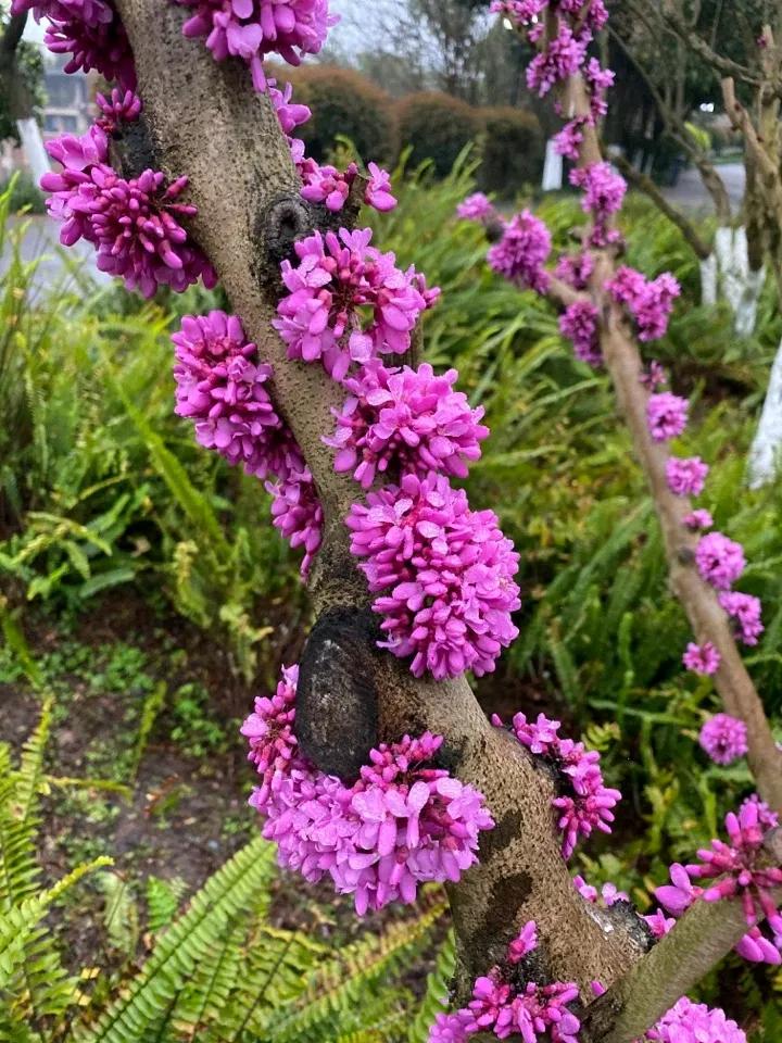 香港的市花是什么