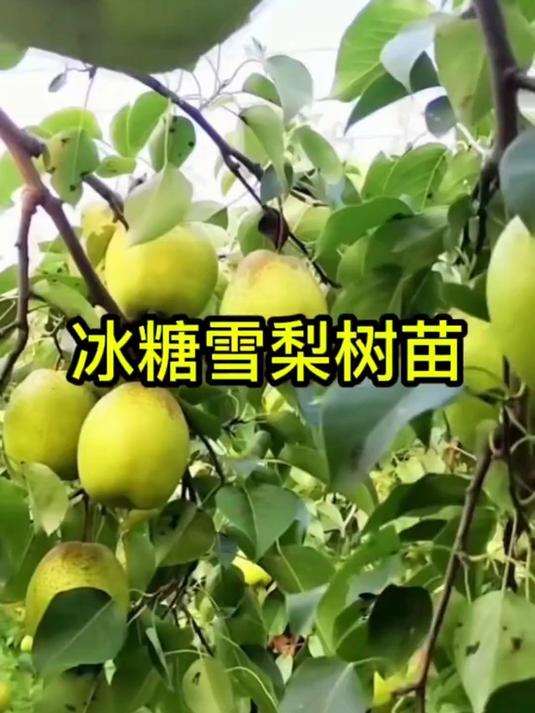 丰水梨