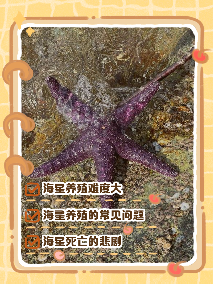 海星的尾巴可以再生吗