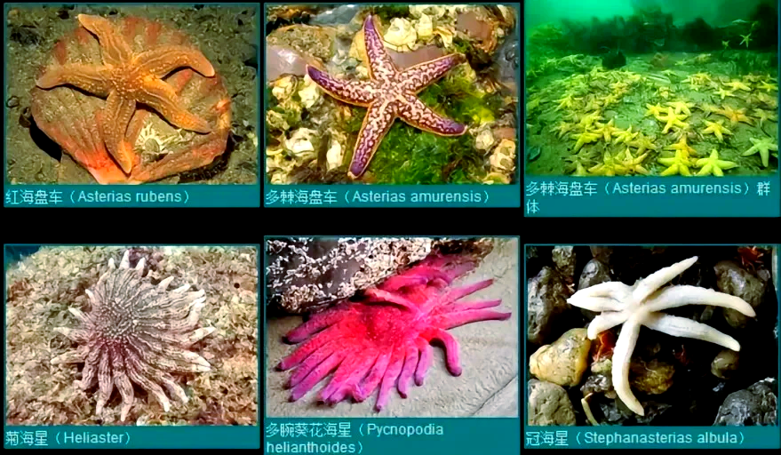 海星的尾巴可以再生吗