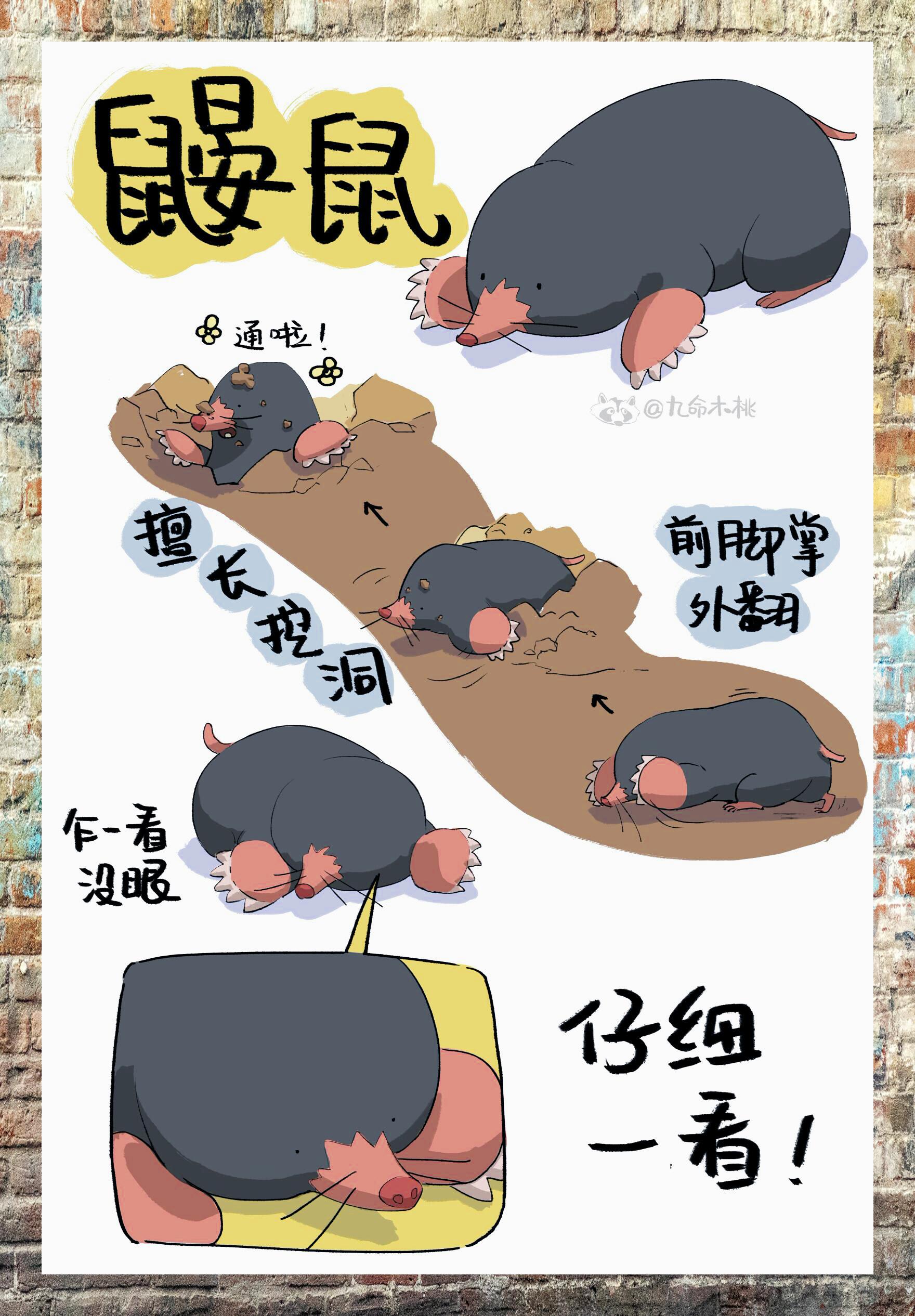 鼹鼠同萌